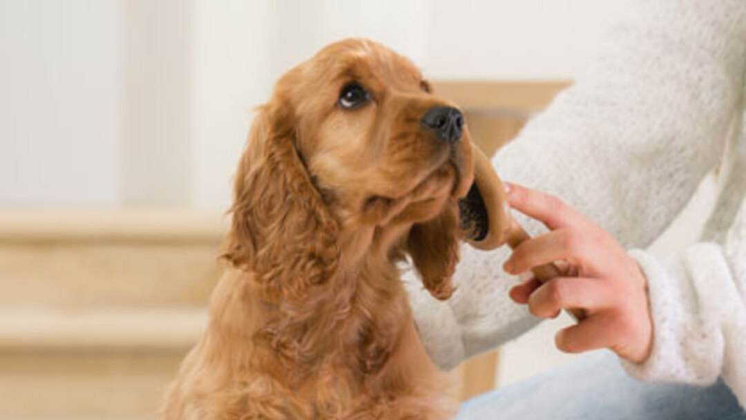 La diarrhée chez le chiot