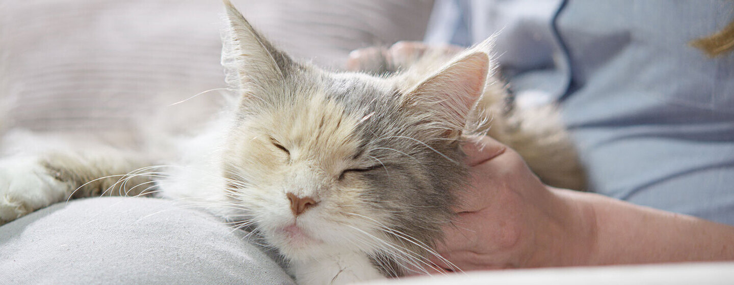 Allergies et régime alimentaire du chat