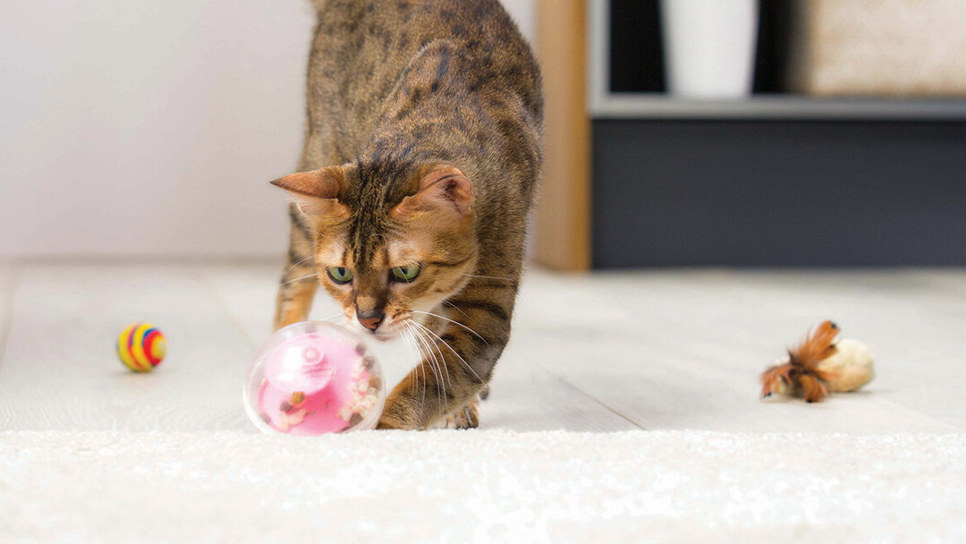 Prévention de la ‘grippe’ chez le chat (ou coryza)