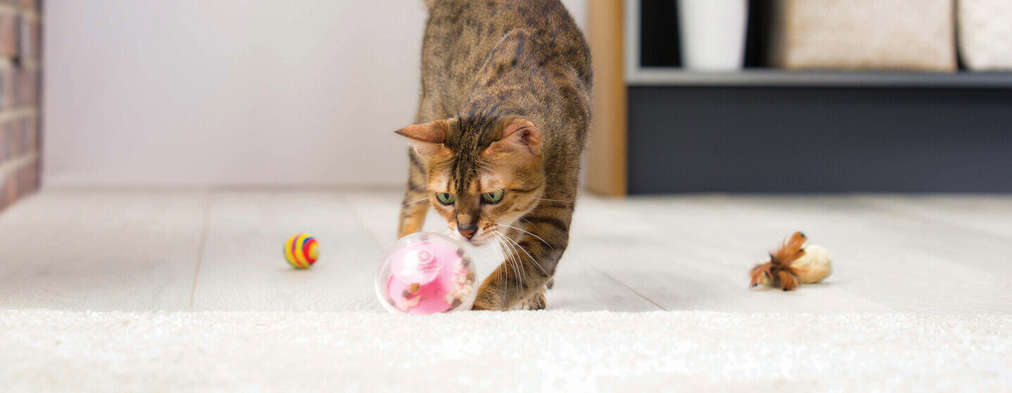 Prévention de la ‘grippe’ chez le chat (ou coryza)