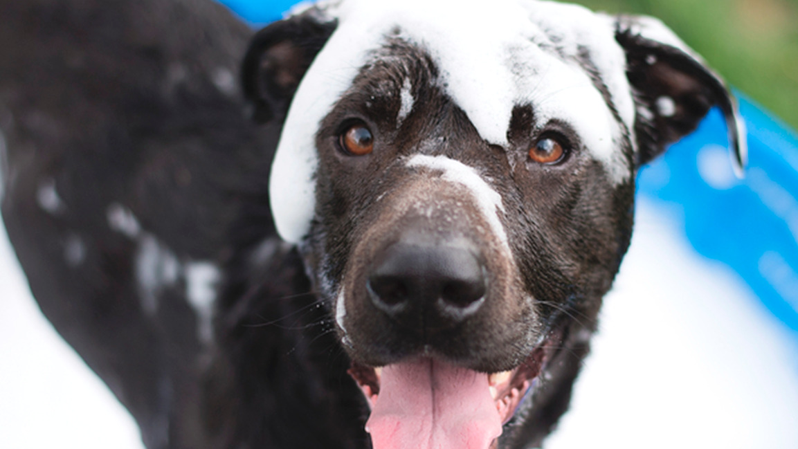 Les maladies de la peau chez les chiens | Purina