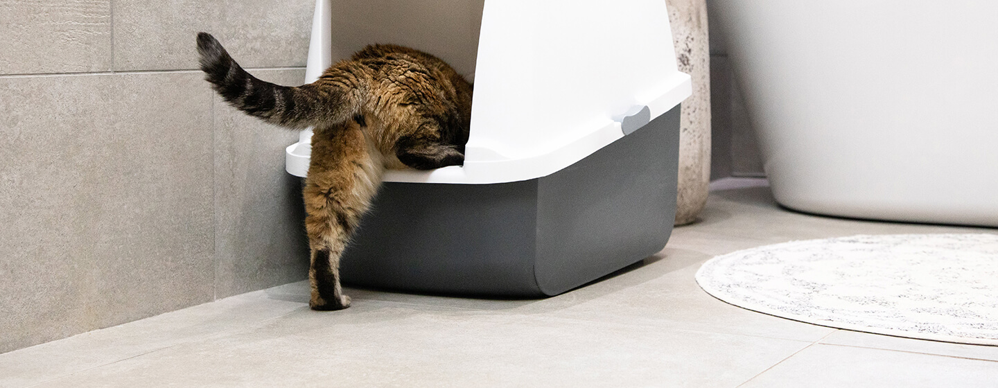 Le chat grimpe dans les toilettes jusqu’au plateau pour chat
