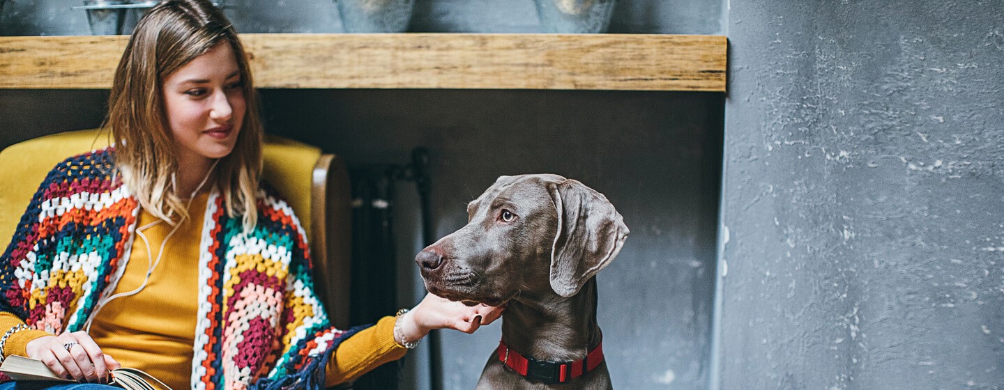 Chien âgé avec propriétaire