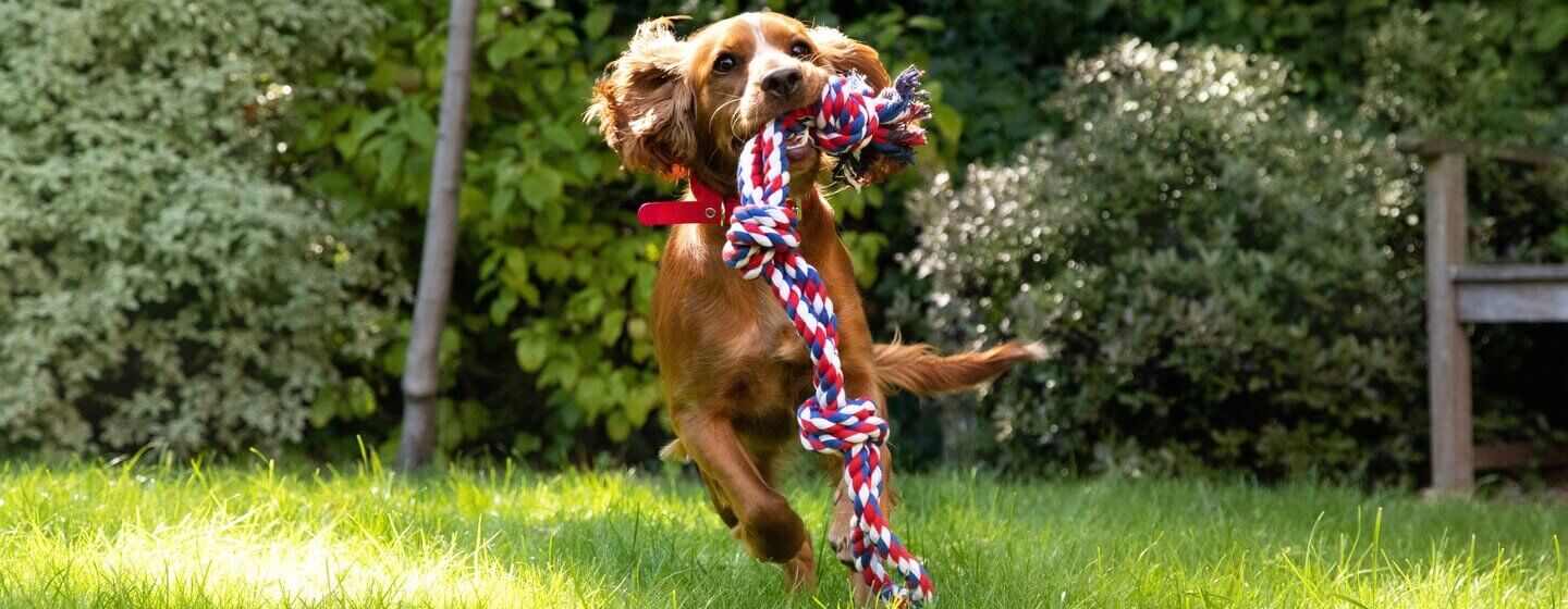 Sport et jeux avec son chien