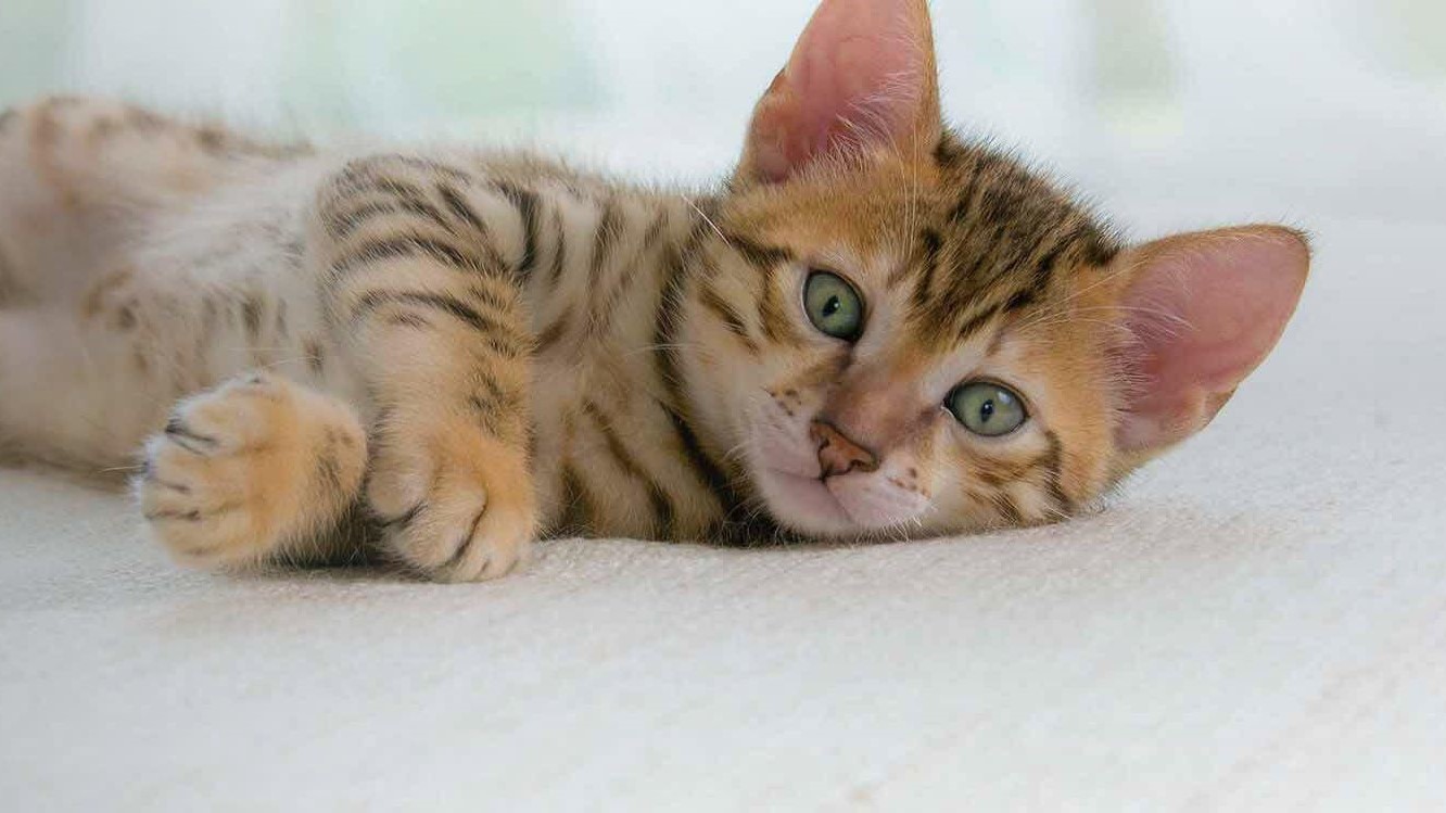Chirurgie comment s occuper d un chat op r Purina