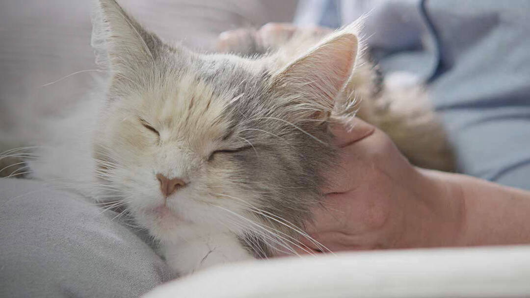 Allergies Puces Et Problemes De Peau Chez Le Chat Purina