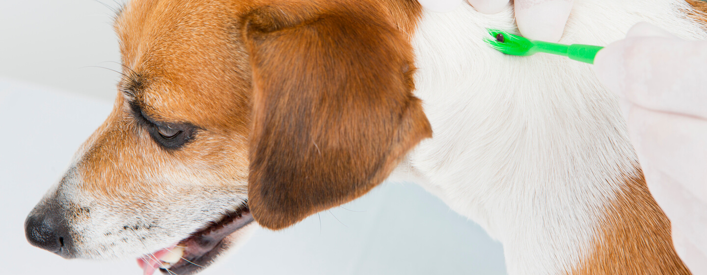 Traitement des acariens de l'oreille (mites) pour les chats et les