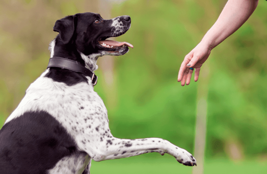 Comment faire pour que votre chien vous obéisse ?
