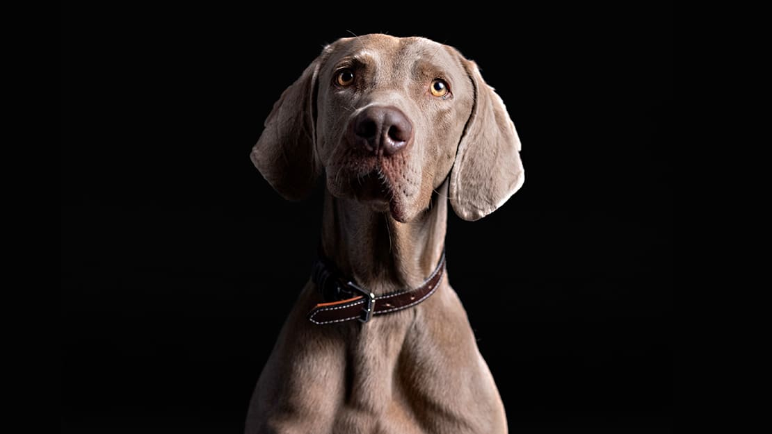 Pro Plan Expert Care Chien