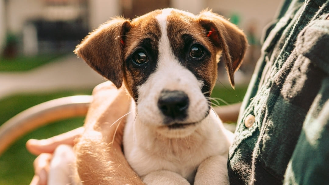 Accueillir un chiot : ce qu'il faut savoir