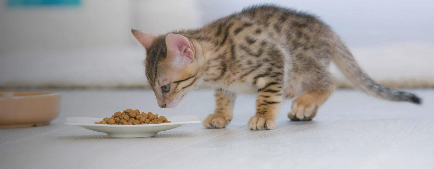 Problèmes de reins chez le chat