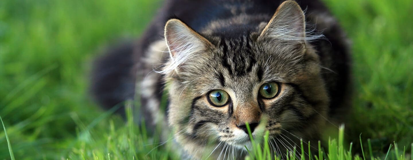 Protection : sécuriser maison, balcon et jardin pour un chat