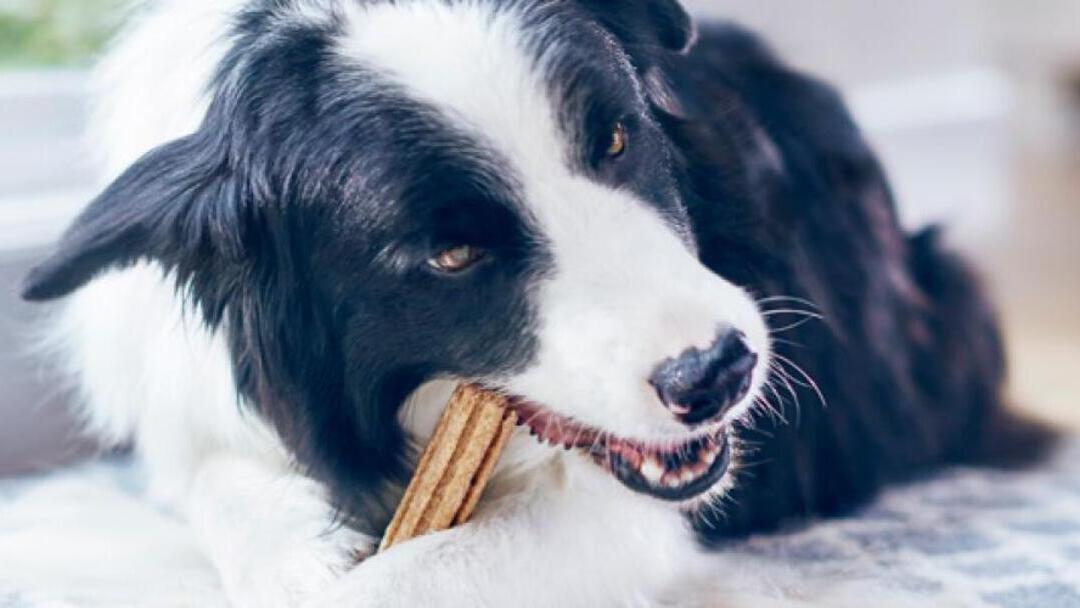 Comment PURINA® DentaLife® contribue au bien-être de votre chien ?