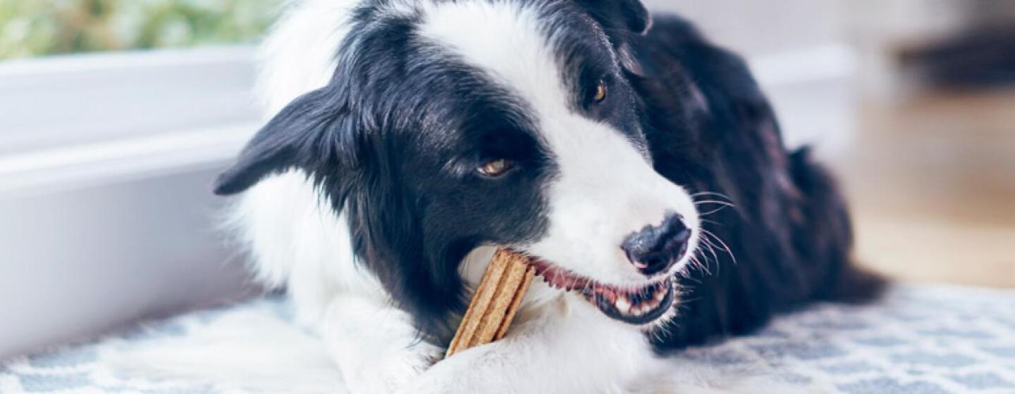 Comment PURINA® DentaLife® contribue au bien-être de votre chien ?