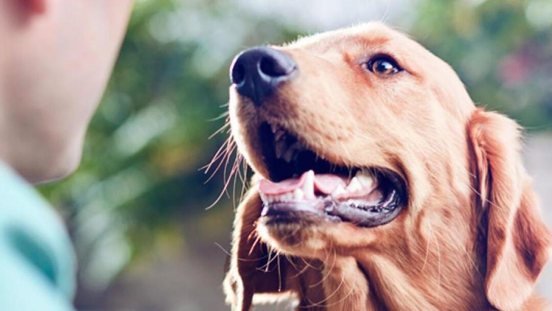 Pourquoi certains chiens ont-ils mauvaise haleine