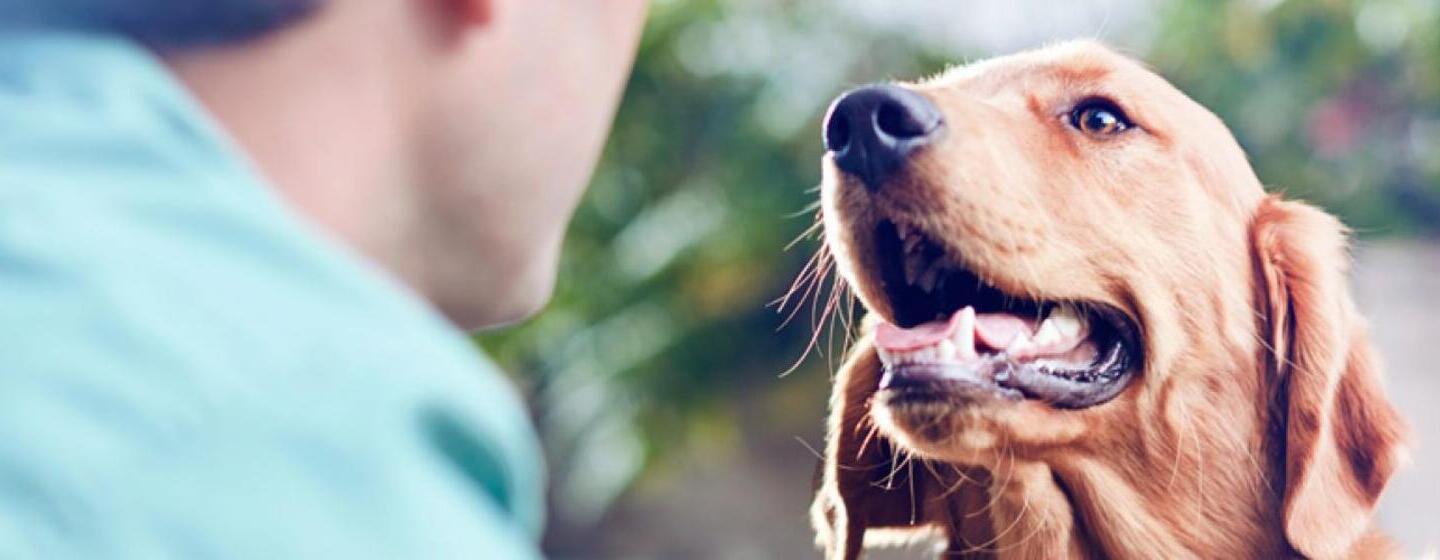 Pourquoi certains chiens ont-ils mauvaise haleine