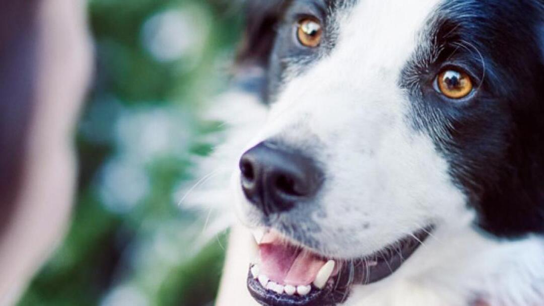 Comment repérer des lésions gingivales chez votre chien?