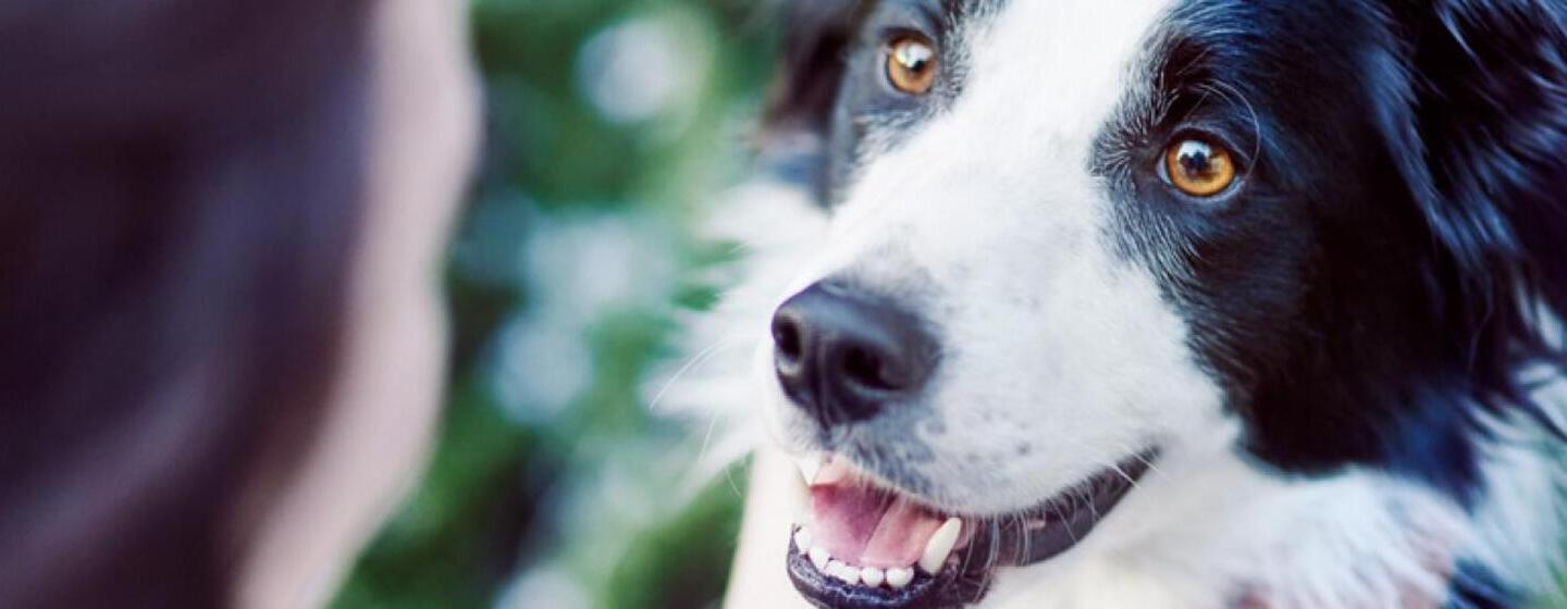 Comment repérer des lésions gingivales chez votre chien?