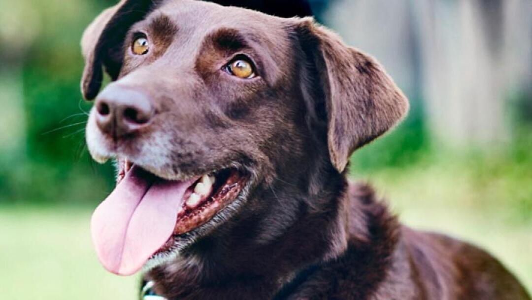 Des dents saines pour un chien plus heureux