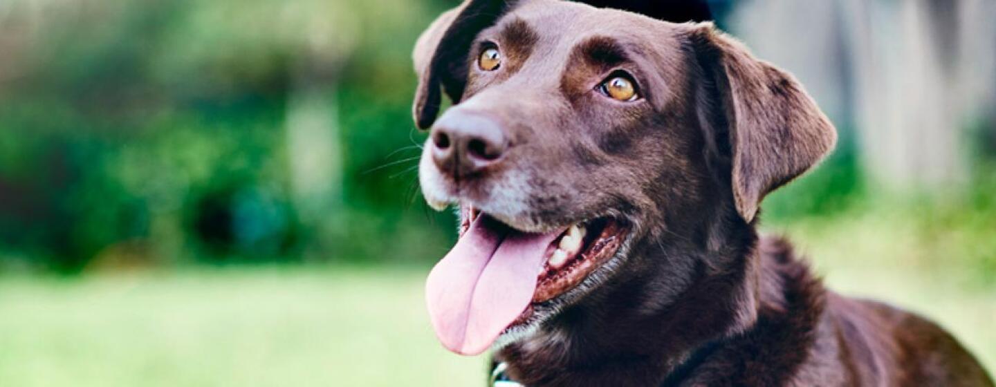 Des dents saines pour un chien plus heureux