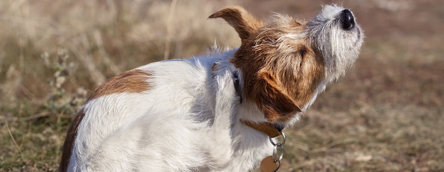 Égratignures de chien des puces dans la rue