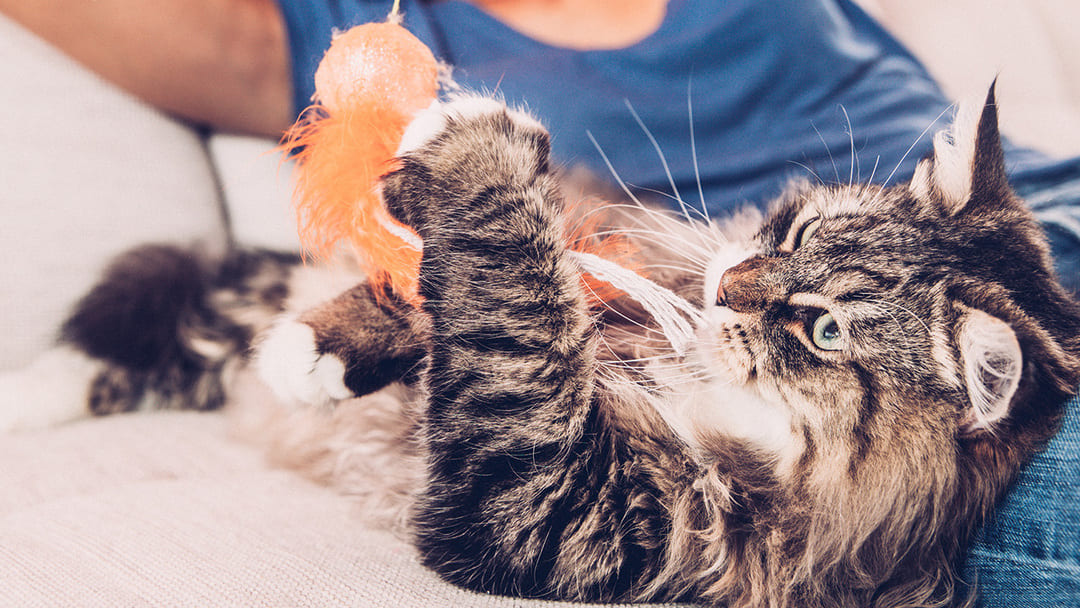 Le chat et la déshydratation