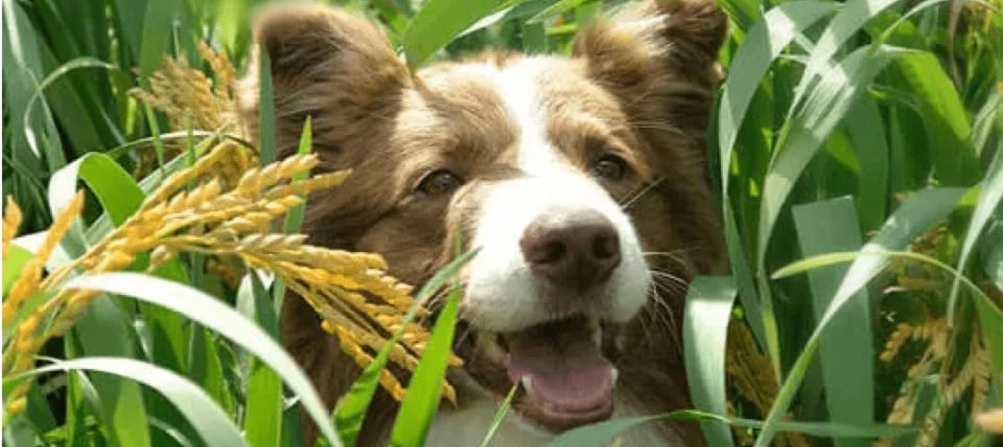 Chien dans les champs