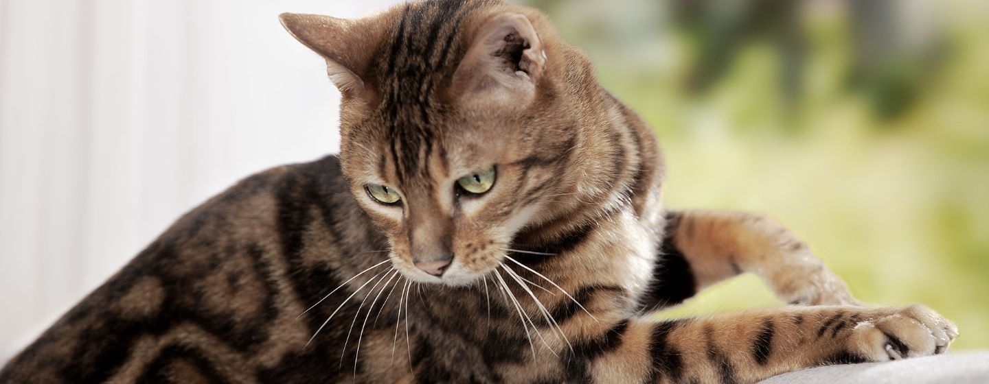 Stérilisation du chat mâle et femelle