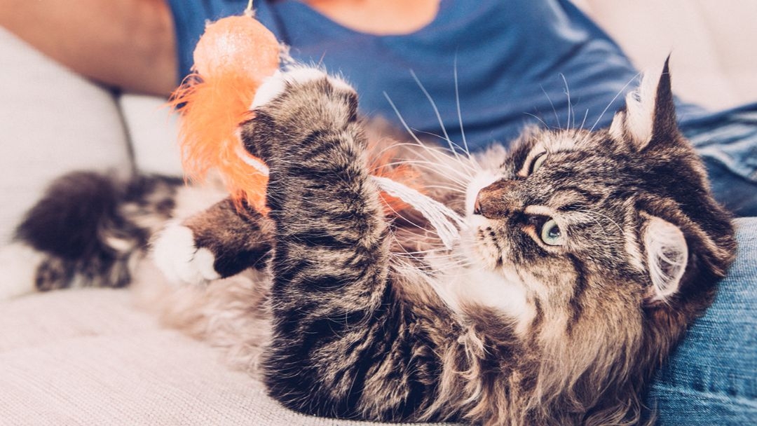 Les phéromones émises par le chat : rôle et effets