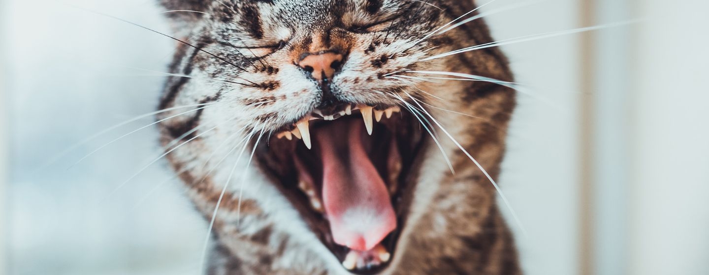 Comment prévenir l'apparition de calculs rénaux chez le chat ?