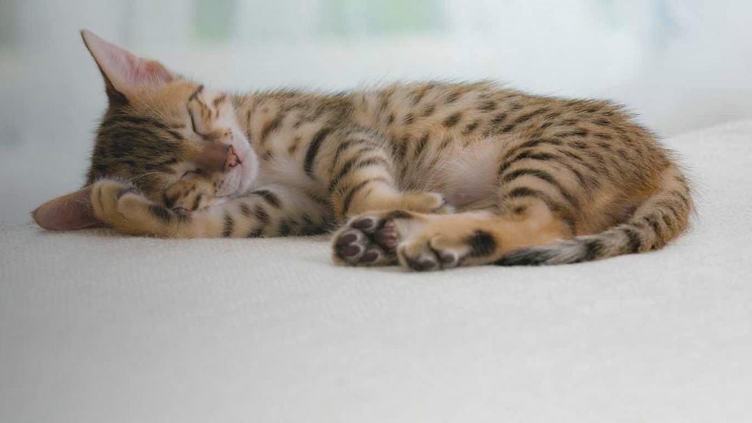 Comment Laver Et Brosser Son Chaton Purina