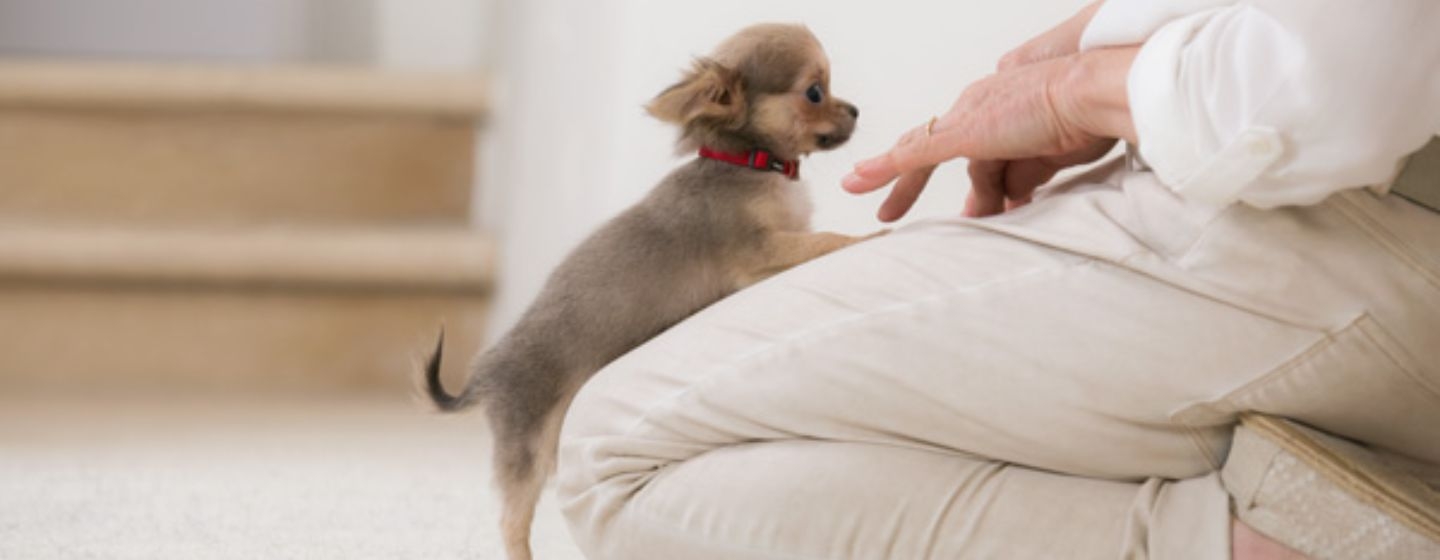 Prendre soin de son chiot - de la naissance au sevrage