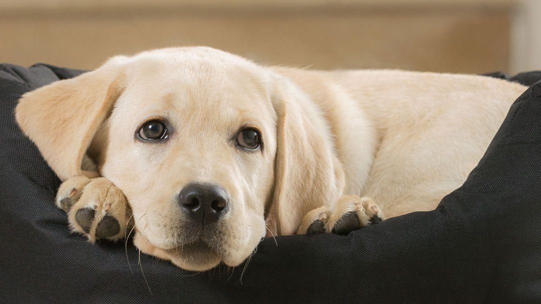 Socialisation : le chiot chez vous, avec les autres animaux et avec les enfants