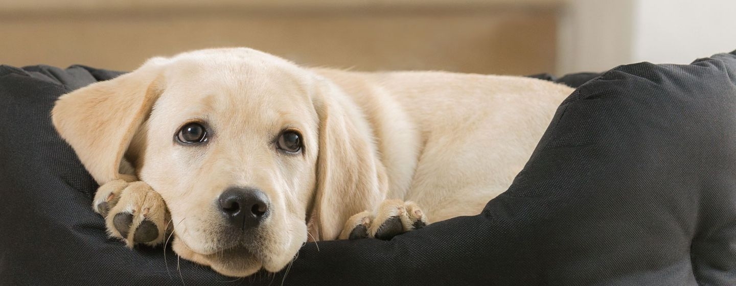 Socialisation : le chiot chez vous, avec les autres animaux et avec les enfants