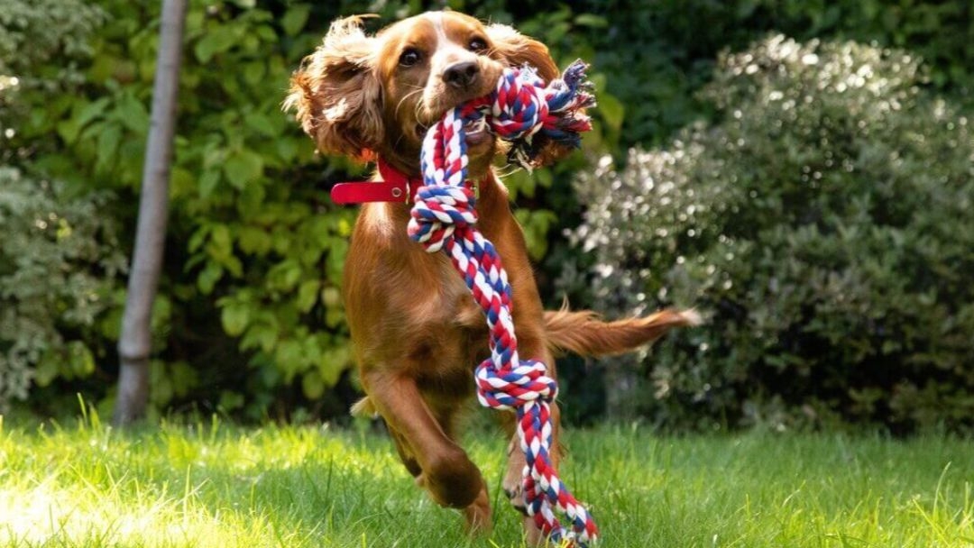 Sport et jeux avec son chien