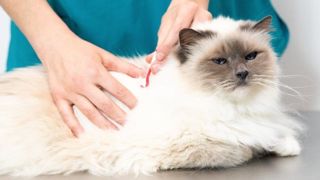 Enlever une tique sur un chat et éviter les maladies