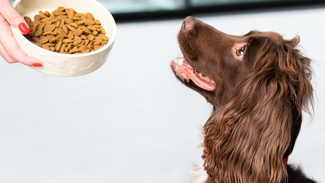 L'alimentation du chien : bien choisir sa nourriture