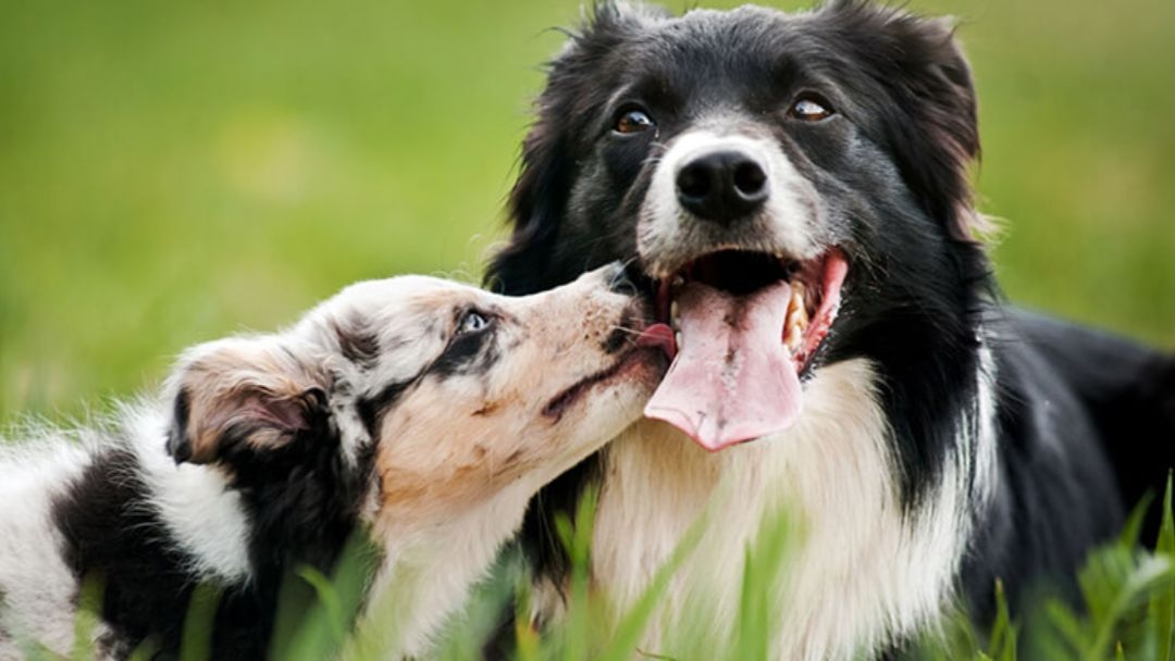Rencontre, entente et cohabitation entre deux chiens
