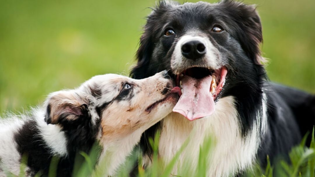 Les différents caractères canins - Compatibilité entre chiens