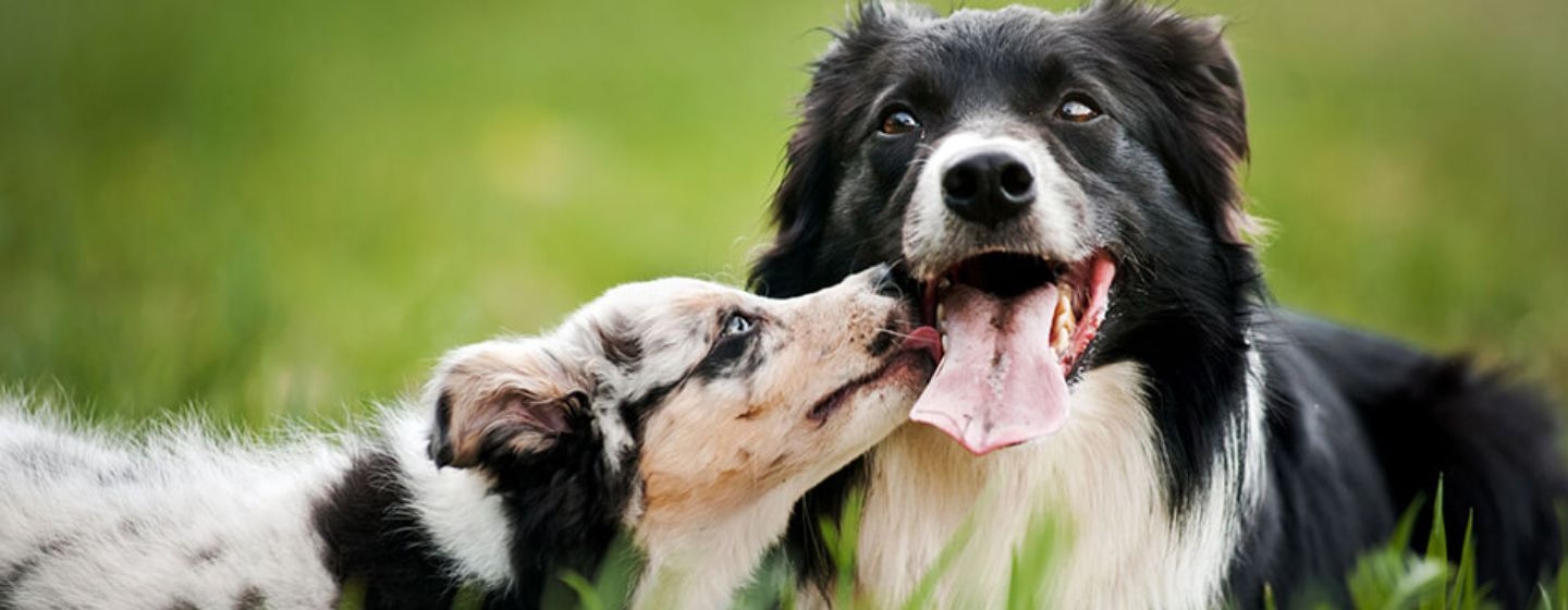 Rencontre, entente et cohabitation entre deux chiens