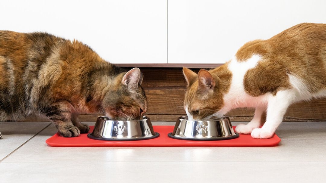 Alimentation mixte : le meilleur moyen d'imiter l'alimentation originelle de votre chat