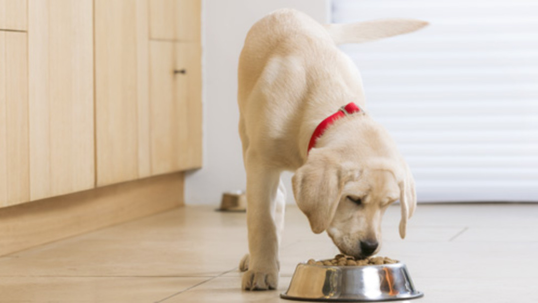 Bien nourrir un bébé chien : choisir l'alimentation de son chiot