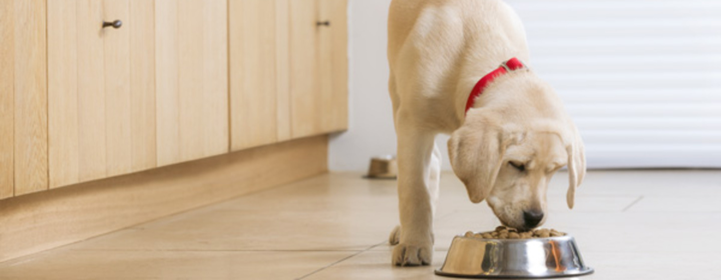 Bien nourrir un bébé chien : choisir l'alimentation de son chiot