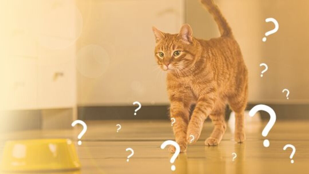 Mon chat a du sang dans les urines Purina