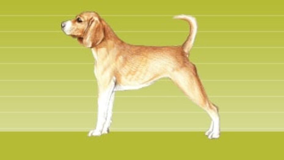 État corporelle d'un chien très maigre