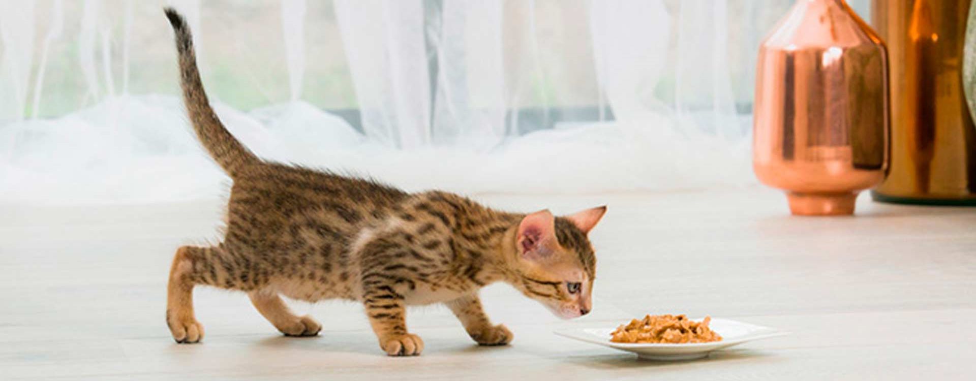 ÉLEVEZ VOTRE CHATON ET AIDEZ-LE À GRANDIR EN PLEINE FORME