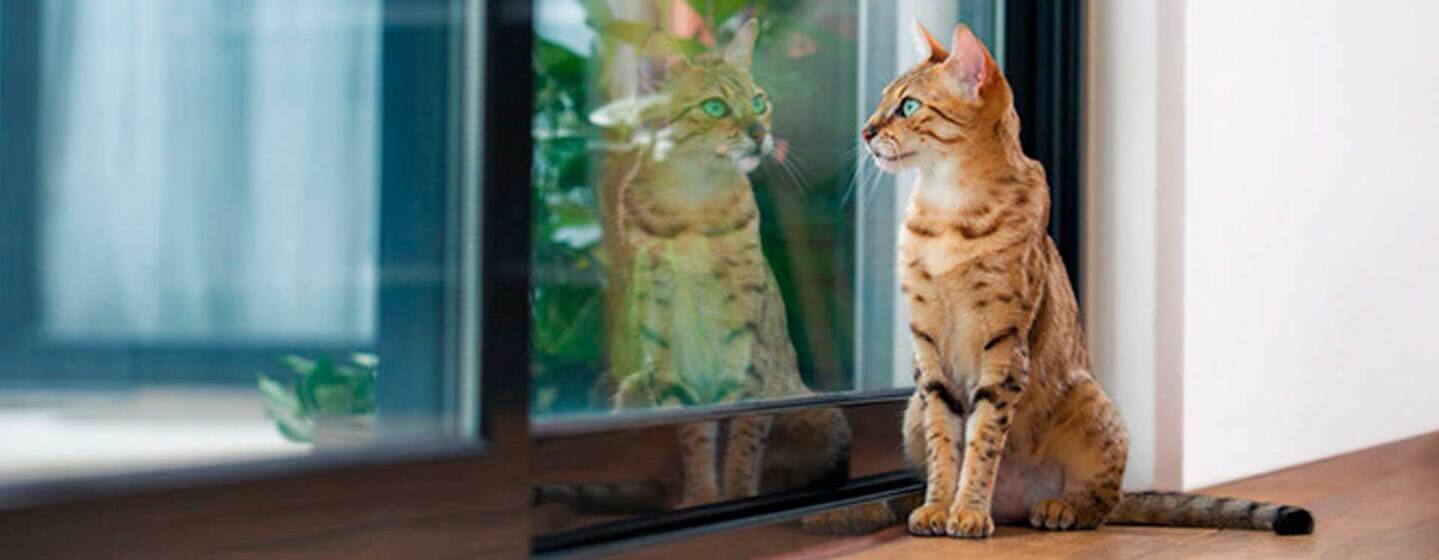 Comment savoir si votre chat a des problèmes articulaires ?