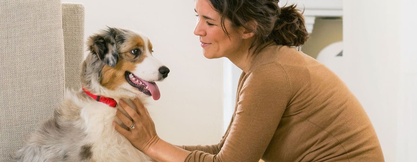 Chien regardant le propriétaire