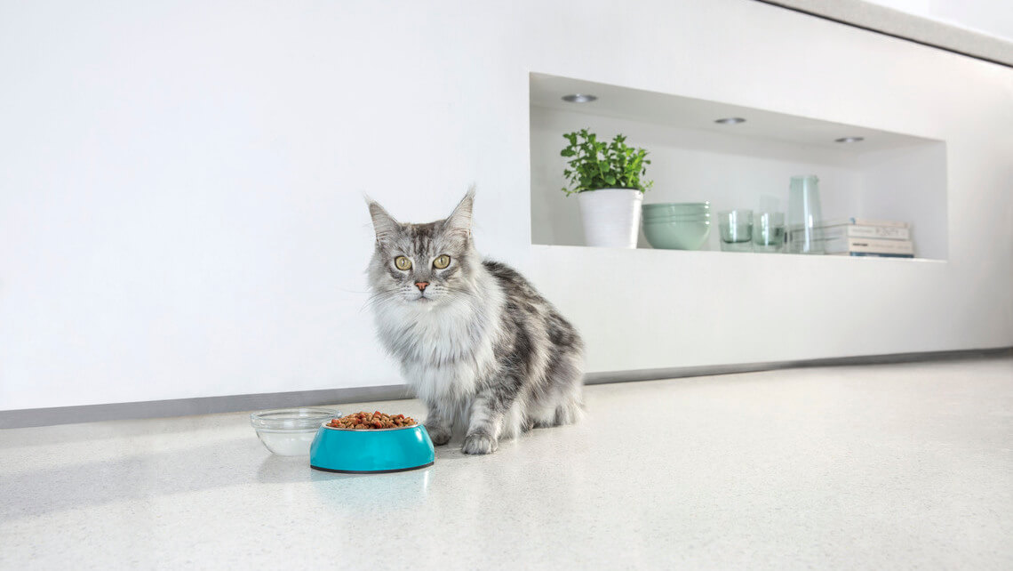PURINA ONE® BIFENSIS®