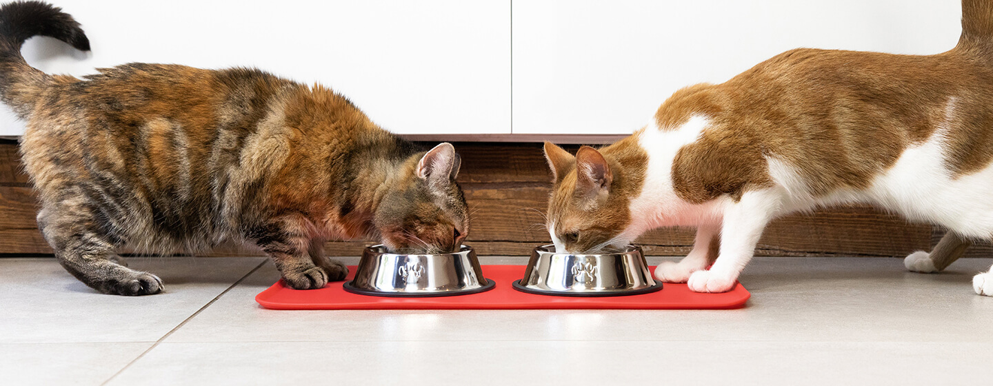 Deux chats mangent dans des bols en fer